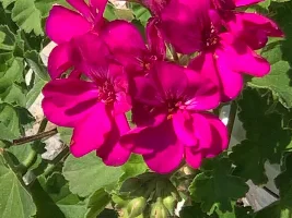 Flowers, flowers, flowers...