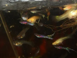 High end Ritz guppies...