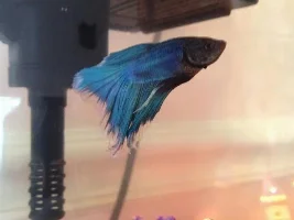 New To Bettas; Possible Fin Rot?