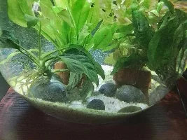 How can I make my fish bowl looks better?