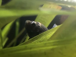 Betta illness identification