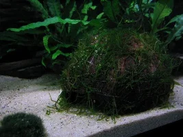 Plants/moss/riccia On Coconut Cave