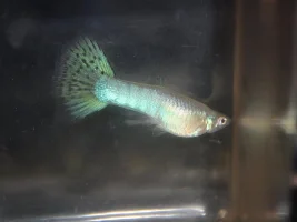A late blue guppy male...