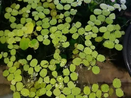 Ugh, duckweed