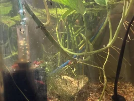 free swimming wiggly white thread worm, about 3/4 of an inch long... food or threat???