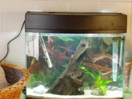 New Betta Tank