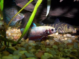 Odd betta home.