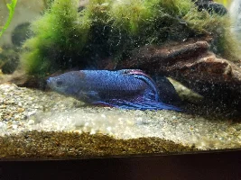 Betta acting weird