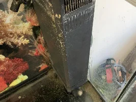 New to fish! Blonde needing help!