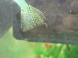 Please help - poorly guppy