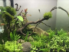 methods of cleaning hair algae off moss?