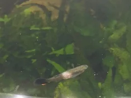 Is this fungus on Guppies?