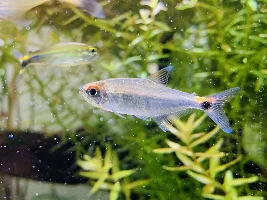 What name is this fish?thanks