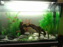 Want To See Other Freshwater Tropical Aquariums?
