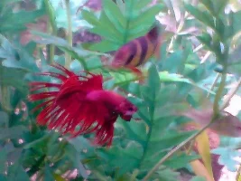 Bettas