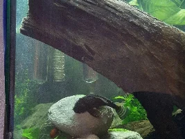 How many fish for my 130L community?