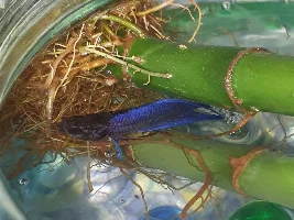 Clamped Fin Lethargic Betta