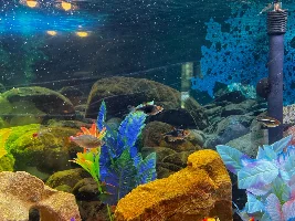 Fish Disease