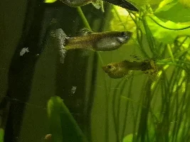 why is my guppy's tail very thin all of a sudden?