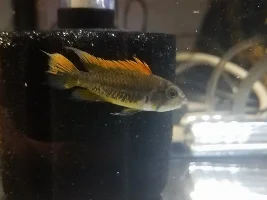 Gender ID Apistogramma cacatuoides
