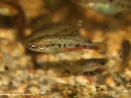 The Green Swordtail and other "wild" colors of livebearers.