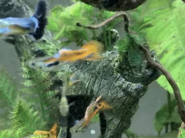What are some fun quirks of your fish?