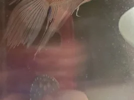 Help identifying a Betta!