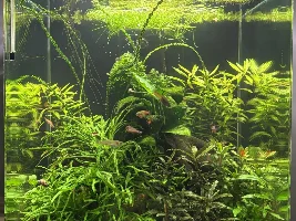Tanks, Glass boxes and Waterbowls