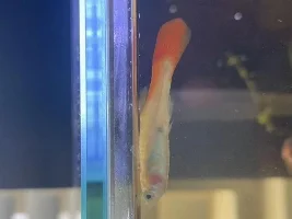 Sick female guppy