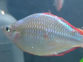 Help with strange growths