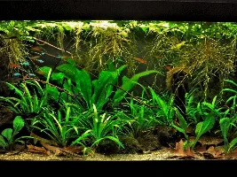 40 gallon / 155liters - silent cycle - green or red? Stocking suggestions please!