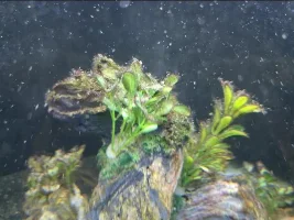 Algae waffles