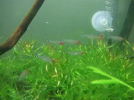 Which Fish Should I Stock My Tank With?