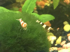 I’m upgrading the shrimp tank
