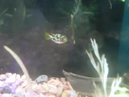Niblet the Mighty Hunter!