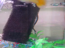 Guppies dying