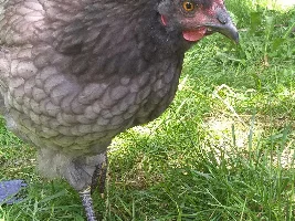 I am getting baby chickens!