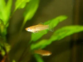 Favourite thing about livebearers?
