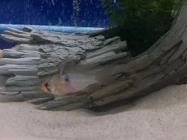 Best Size Tank And Occupants For Angels If Not Suggestions :)