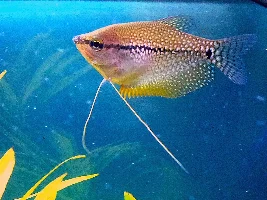 F.O.M.L. Fish Of My Life……photo list of happiness