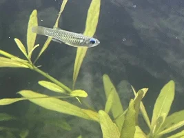 4 dead fish at the same time same species HELP!!’