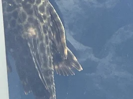 Possible scrape on pleco