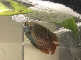 Breeding dwarf gourami pair BOTH building bubble nests