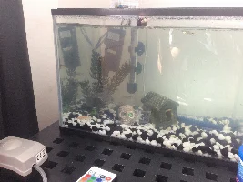 Golden algae eater with guppies