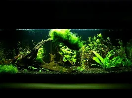 early tank