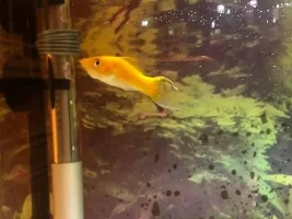 New again to having fish