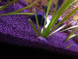 Sparkling Gourami on tank bottom, dead next day