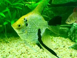 My Angel Fish