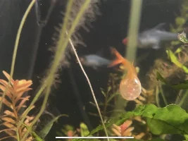 Balloon ember tetra