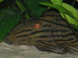 Post A Pic Of Your Fish And Rate Fish Above You